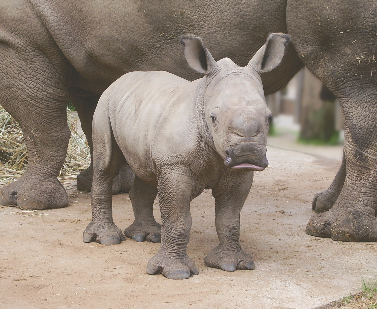 Сколько весит детеныш. Карликовый носорог. Детеныш носорога. Носорог весит. Носорог фото.