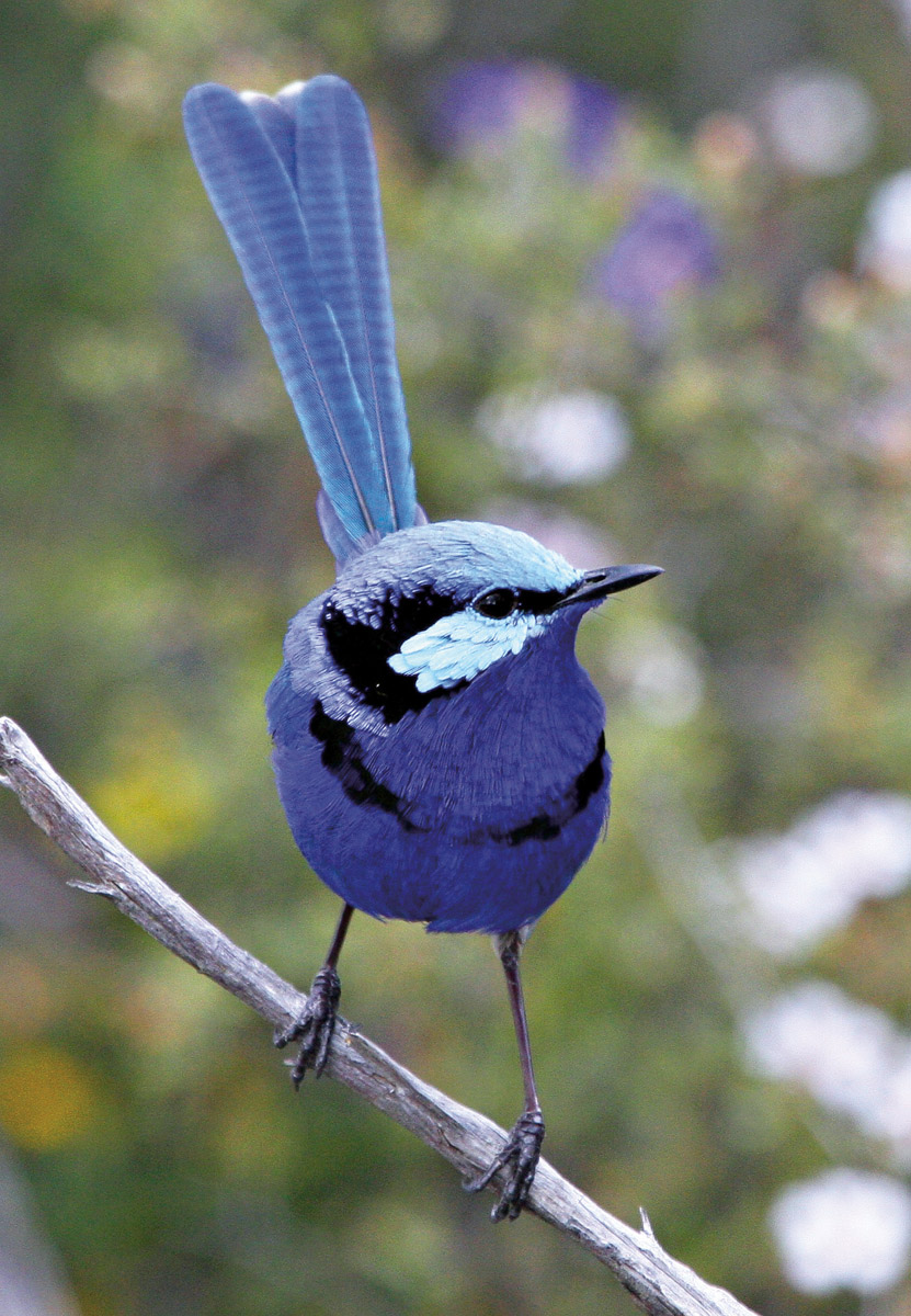 A Splendid Fairy Wren standing on a branch at Perth Zoo
