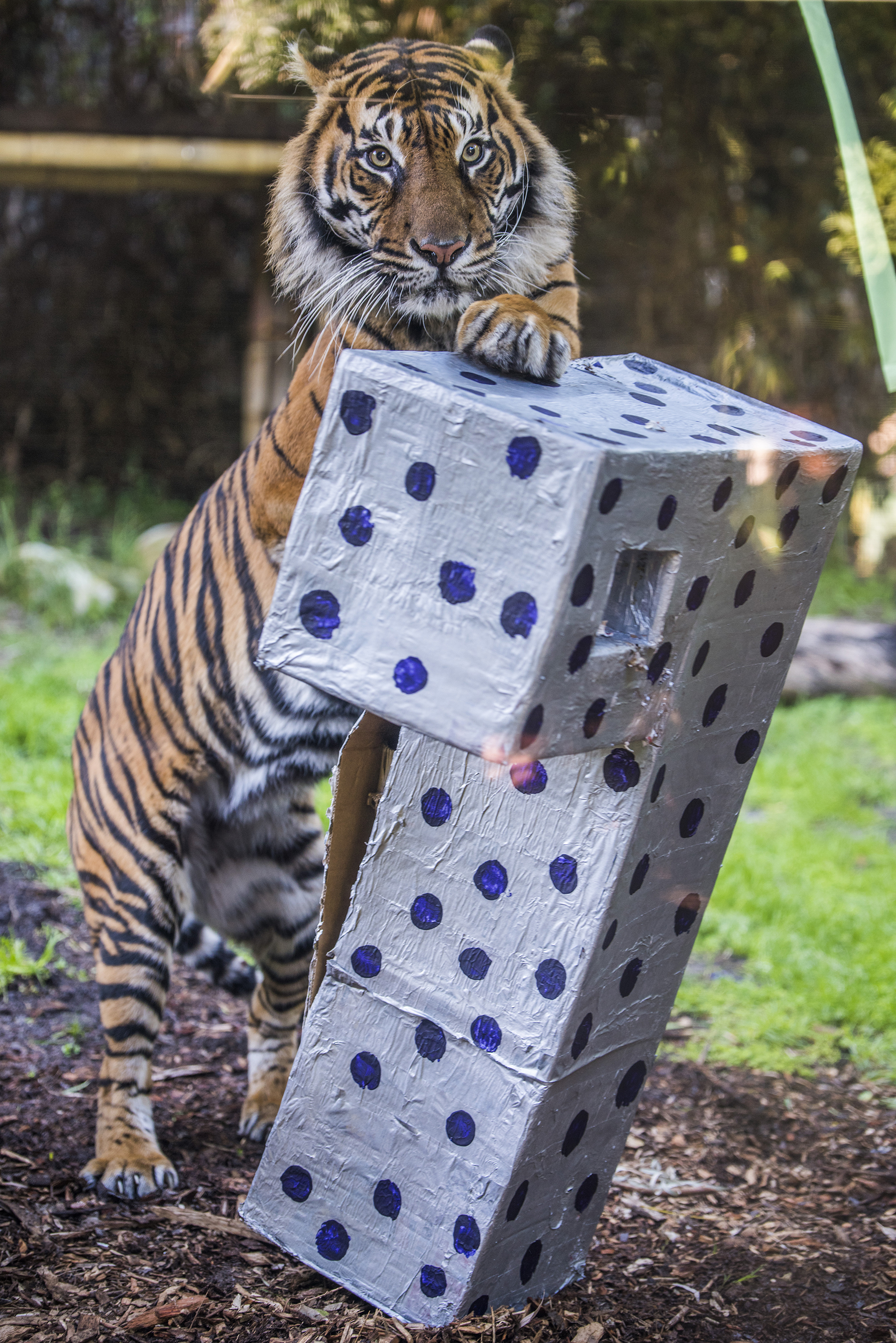 Tiger jumping on his birthday present