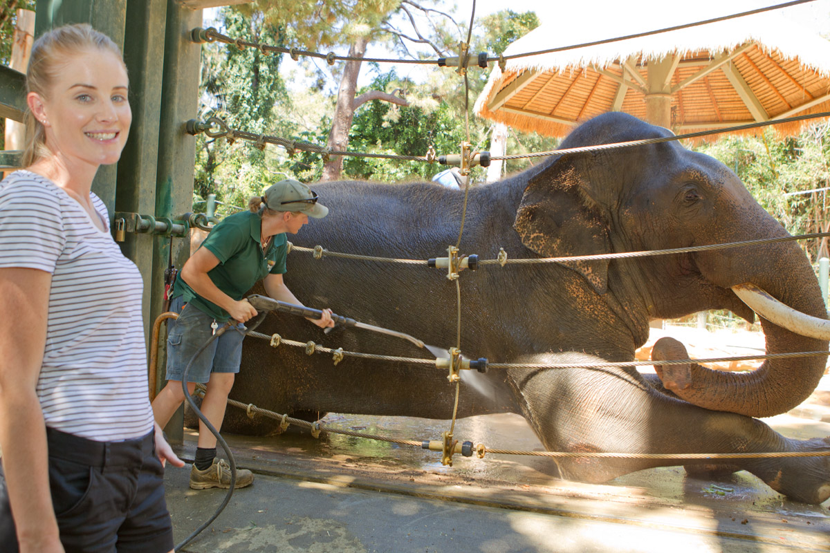 Bull Elephant Close Encounter | Perth Zoo