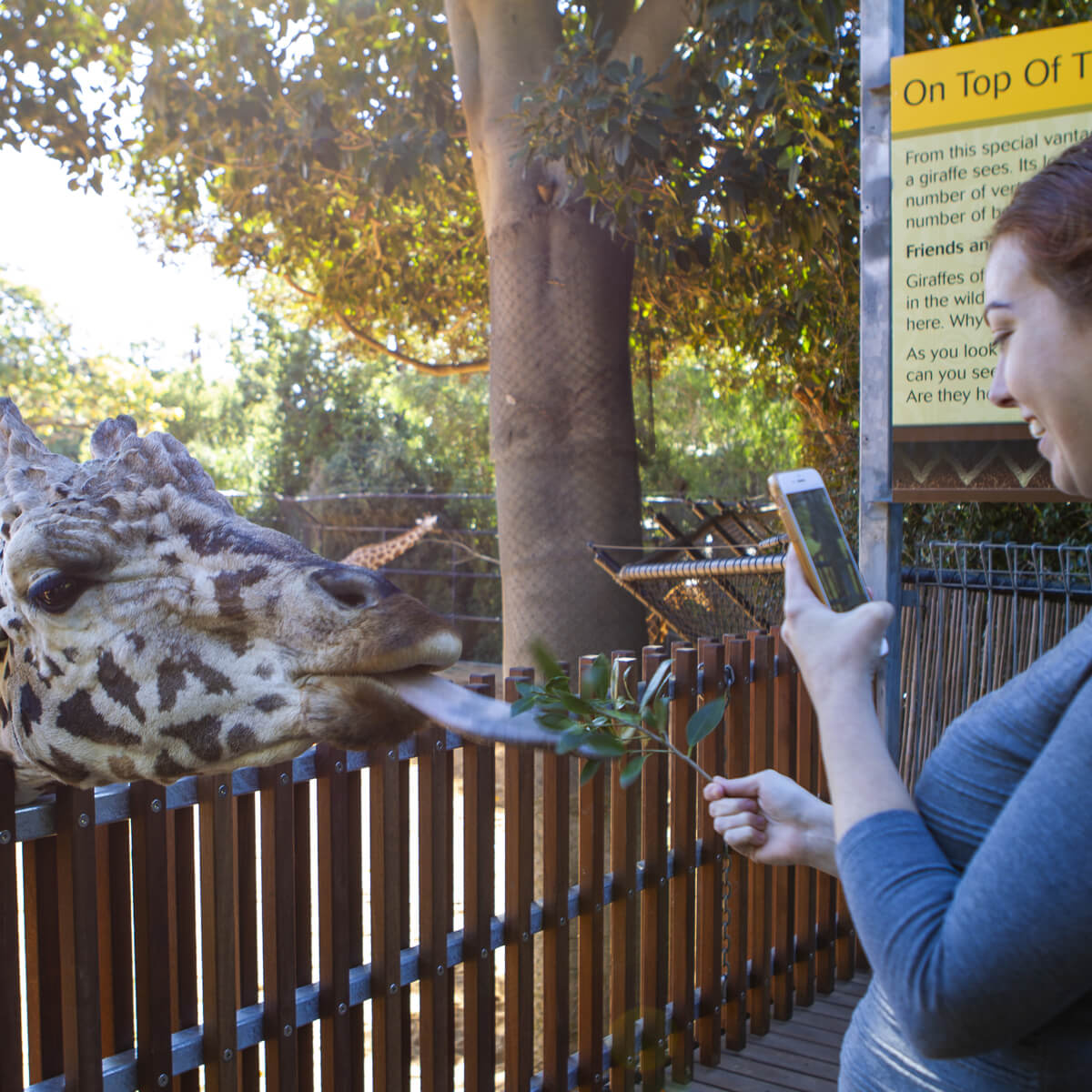 Giraffe Close Encounter | Perth Zoo