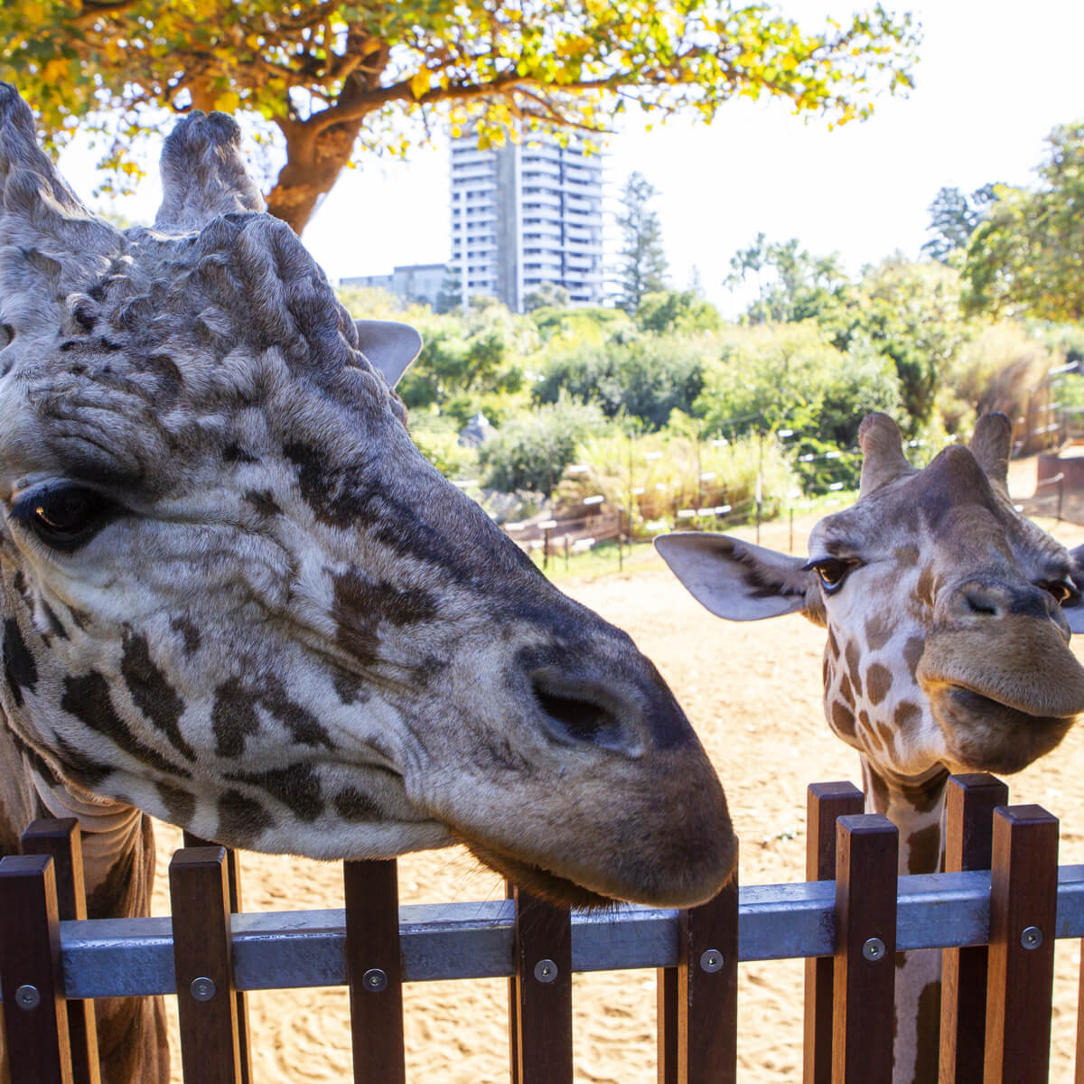 Perth Zoo's Instagram, Twitter & Facebook on IDCrawl