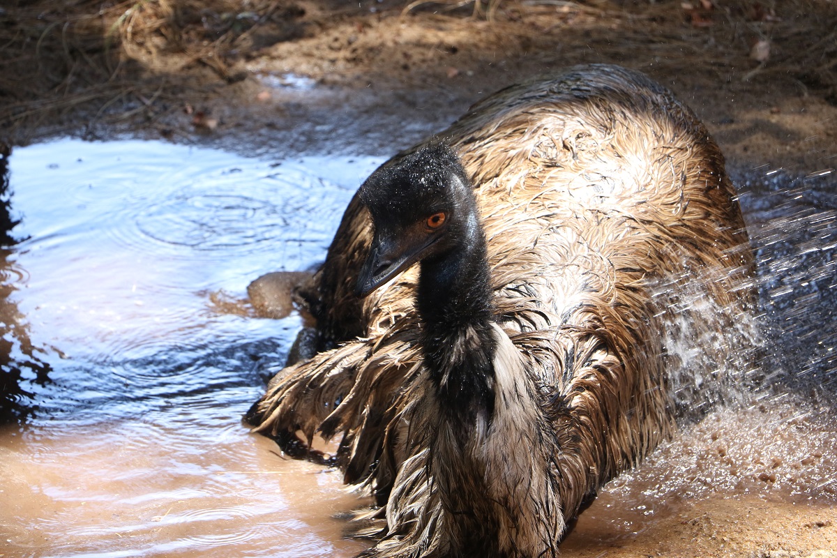 Image of an Emu taking a bath in a puddle