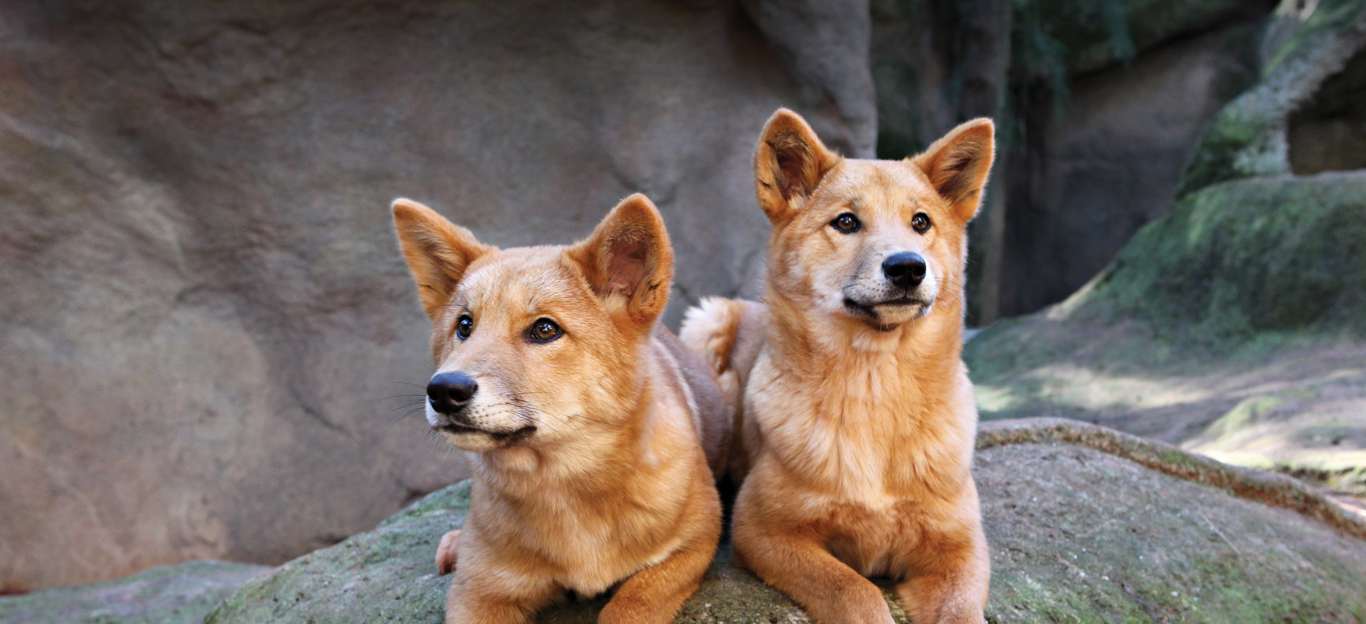 Dingo Close Encounter Perth Zoo