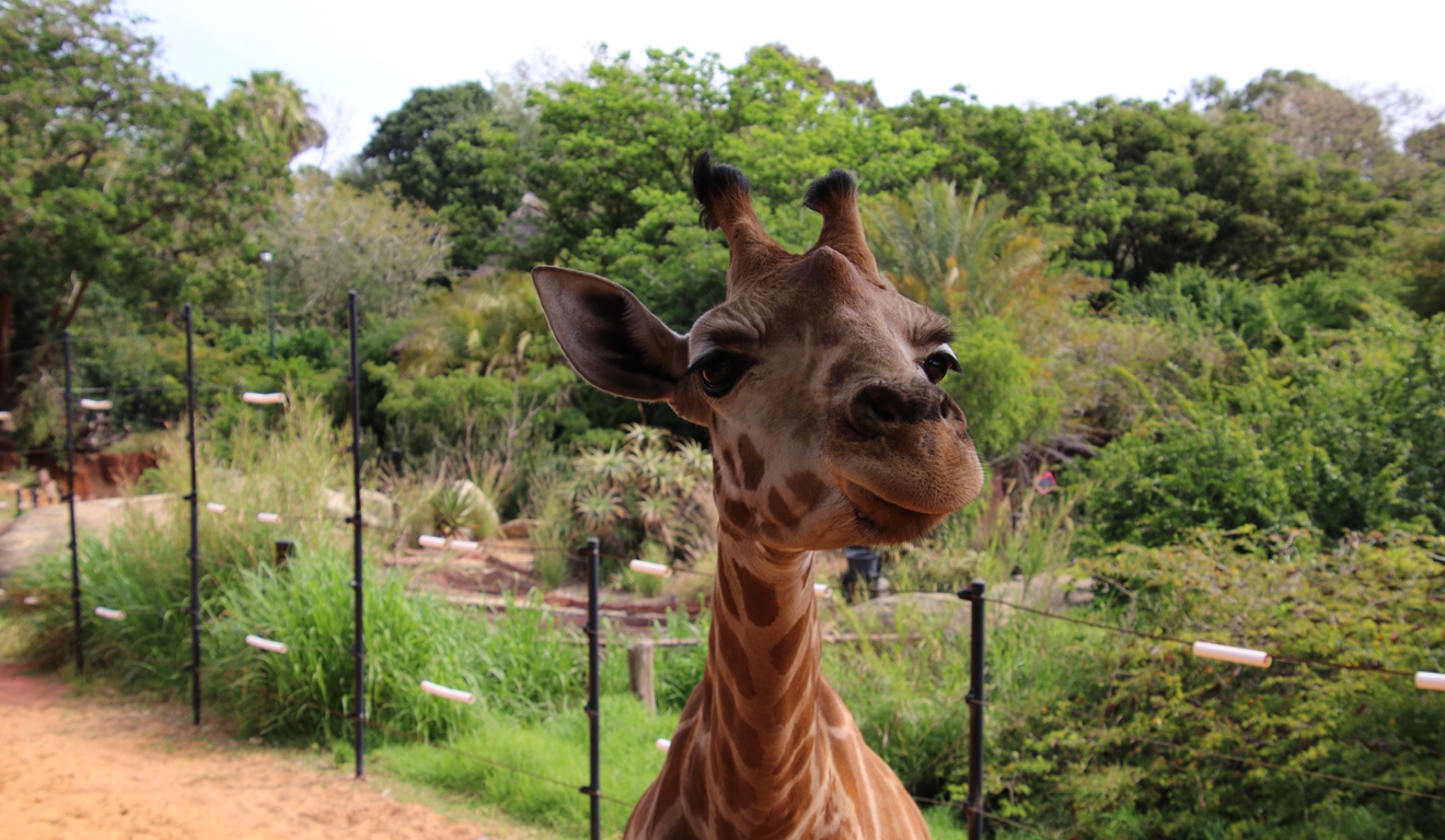 An Update on Ellie the Giraffe | Perth Zoo