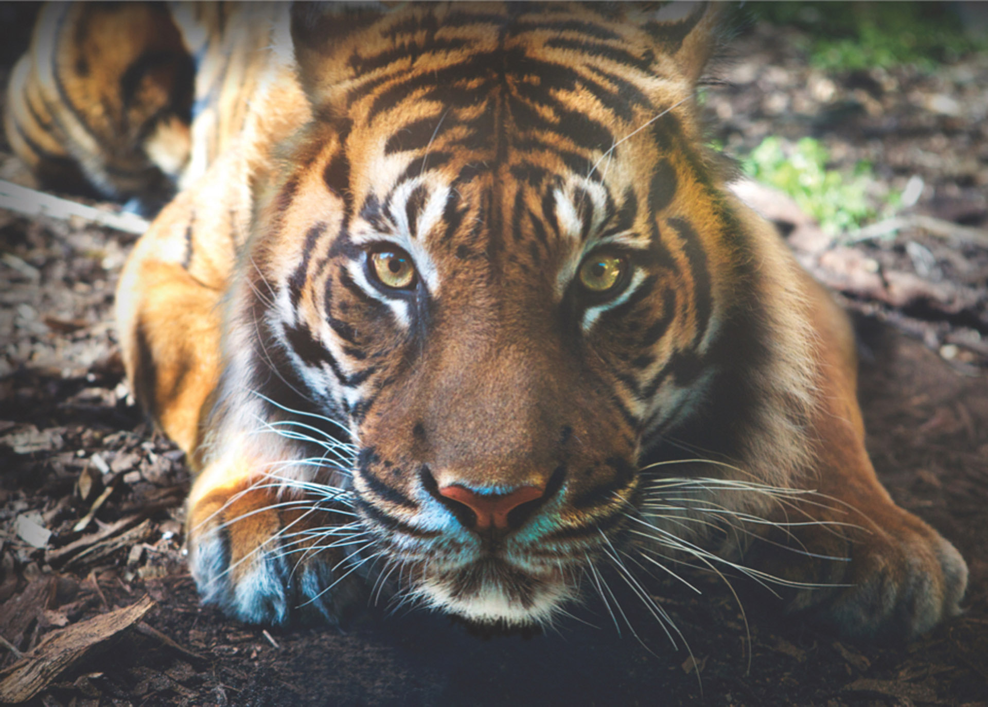 Zoo Mourns Loss Of Sumatran Tiger Setia Perth Zoo