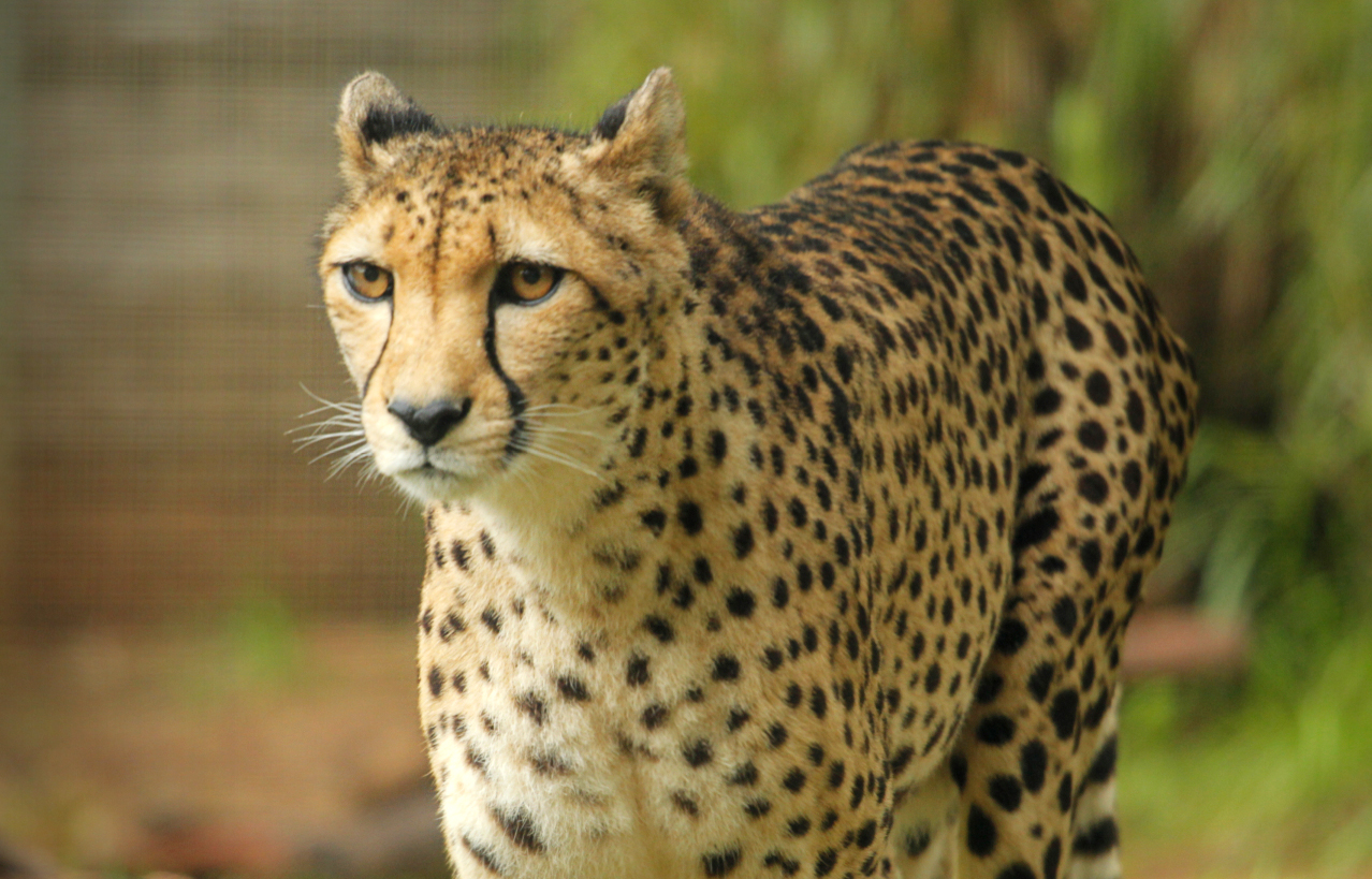 Zoo saddened by the passing of 'Kifani' the Cheetah | Perth Zoo