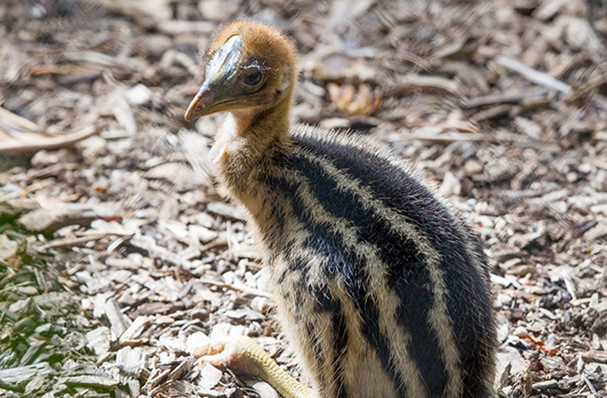 Living dinosaur hatches at Perth Zoo Perth Zoo