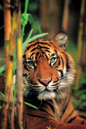 Sumatran Tiger