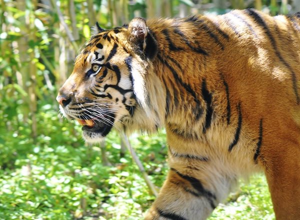 Sumatran Tiger