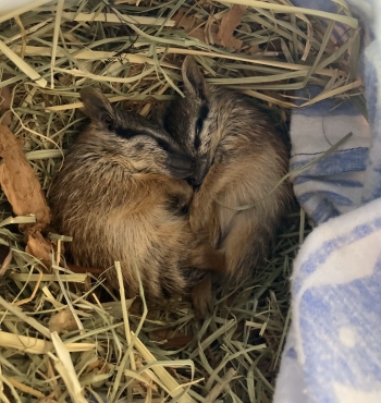 Numbat-newborns2.jpg