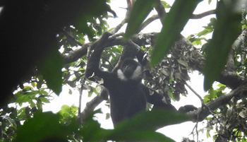 Fauna-Flora_malegibbonsighting.png