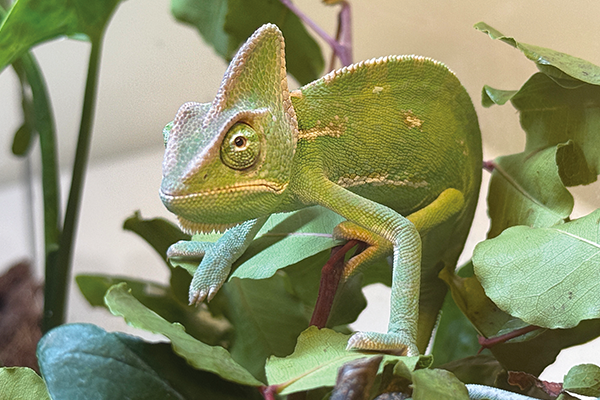Chameleon_edited-600x400.png Chameleon_edited-600x400.png