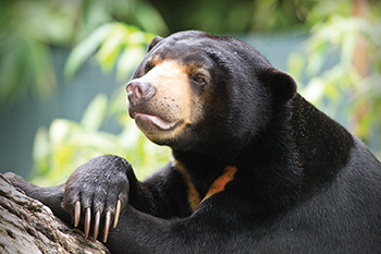 Sun Bear