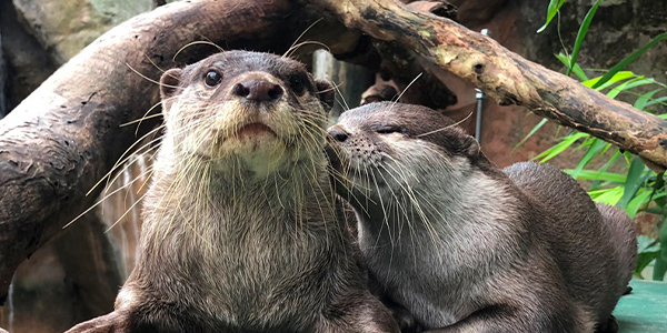 600px-300px-otter-love.jpg