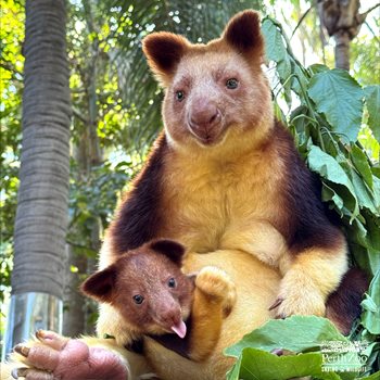 tree-roo-joey_naming_1200x1200.jpg tree-roo-joey_naming_1200x1200.jpg