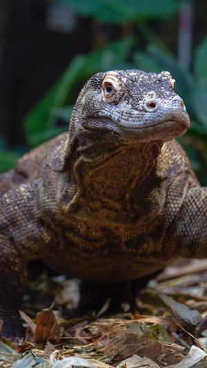 IGSTORIES_Komodo.jpg IGSTORIES_Komodo.jpg