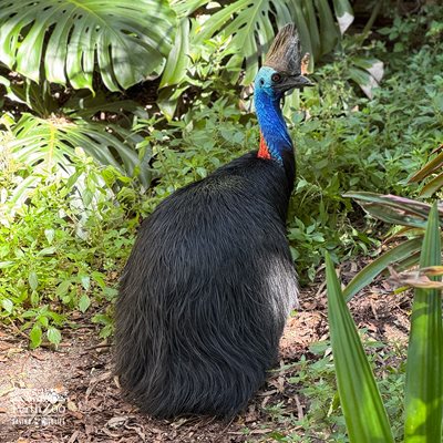 Wavy-cassowary-Keeper-Bec_1-1.jpg Wavy-cassowary-Keeper-Bec_1-1.jpg