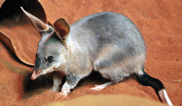600px-350px-bilby.jpg Bilby