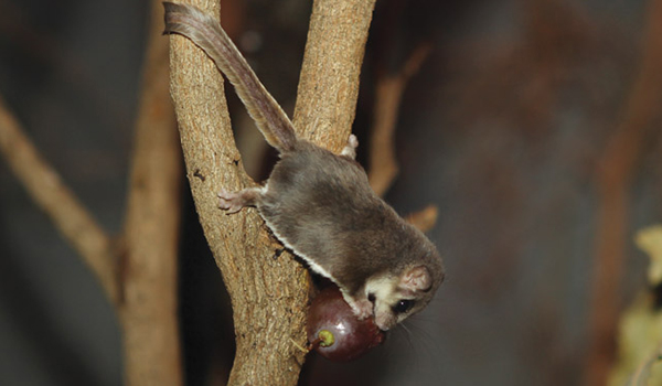 Feathertail Glider on a tree branch