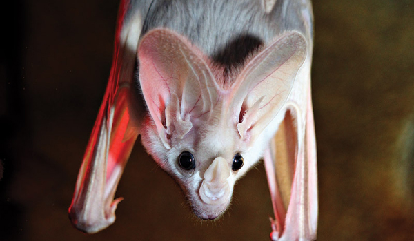 Ghost Bat hanging upside down