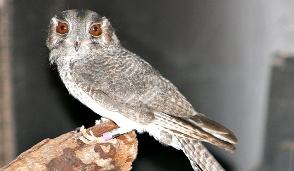 Owlet Nightjar