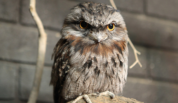 Tawny Frogmouth