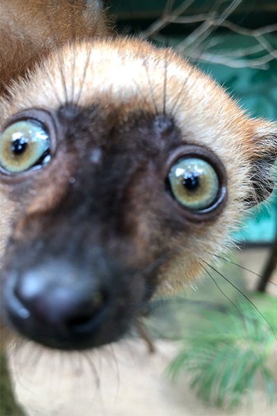 400x600_Lemur.jpg 400x600_Lemur.jpg