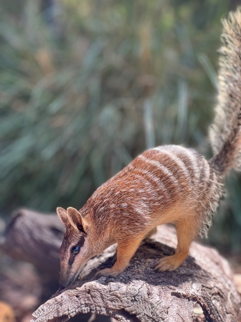 Mack_Numbat_2024_3.jpg