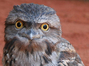 IGSTORIES-Frogmouth.jpg IGSTORIES-Frogmouth.jpg