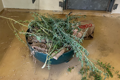 Orangutan-enrichment-(1).png
