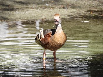 PlumedWhistlingDuck.JPG