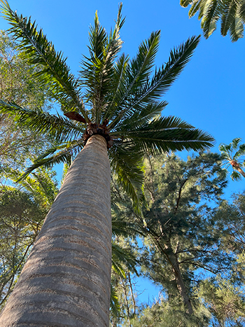 Chilean Wine Palm at Perth Zoo