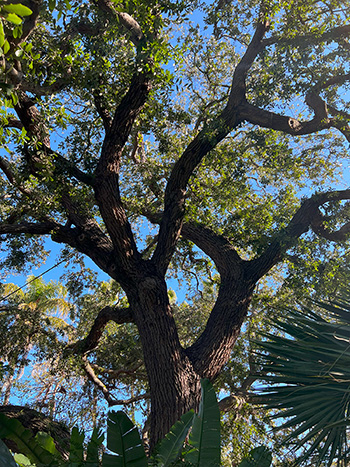 Holm Oak at Perth Zoo