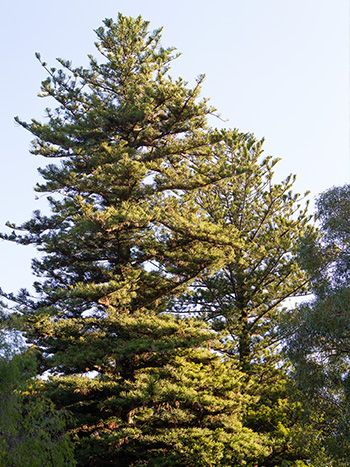 Norfolk Island Pine Trees known as the King and Queen Trees at Perth Zoo