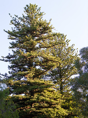 King-Queen-Trees_350.jpg Norfolk Island Pine Trees known as the King and Queen Trees at Perth Zoo