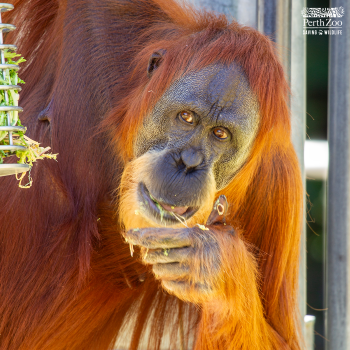 Sekara-Orangutan-Dan-S-1200x1200.png