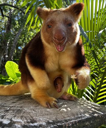 PerthZoo-Tree-roo-joey_4.JPG