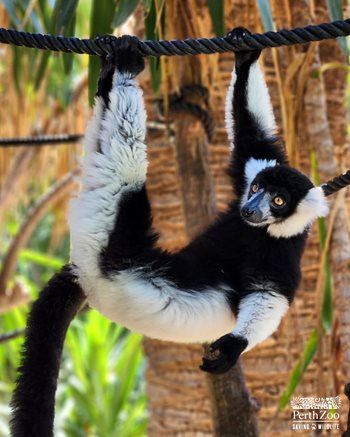 Black-white-ruffed-lemur_Keeper-Lauren2.jpg