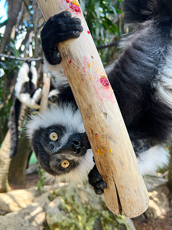 Perth-Zoo-BW-Ruffed-Lemurs_350.jpg Perth-Zoo-BW-Ruffed-Lemurs_350.jpg