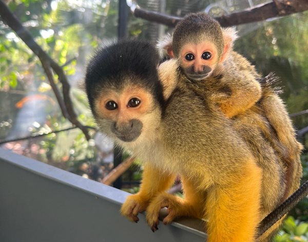 keeper-liv_-squirrel-monkey-baby.jpg keeper-liv_-squirrel-monkey-baby.jpg