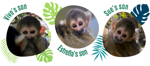 Squirrel-monkey-babies_Landscape-optimised-(1).png