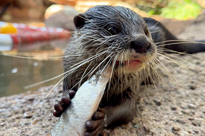 Otter-eating.png Otter-eating.png