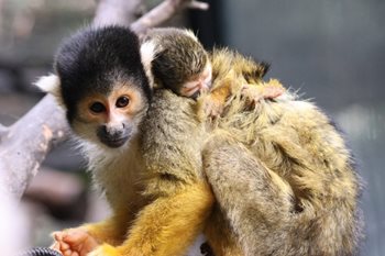 Resize_SquirrelMonkey_Baby1_PerthZoo.JPG