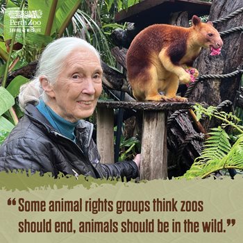 Scrollable-graphics-Jane-Goodall-1200x1200-1.jpg