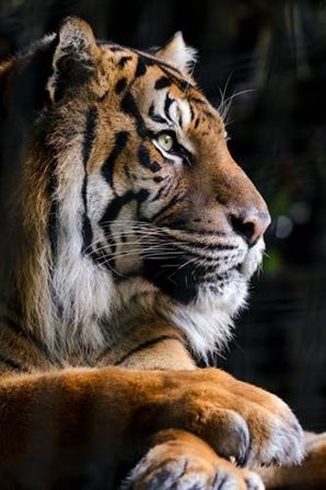 Sumatran Tiger