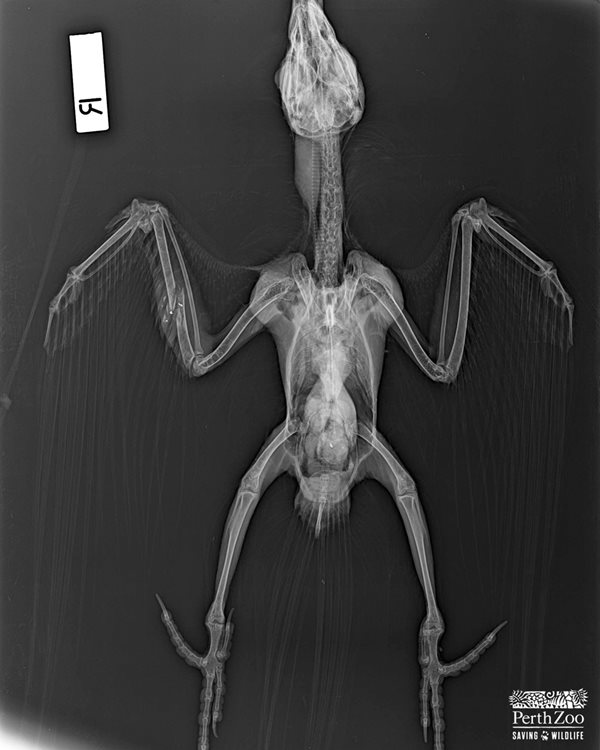 X-ray image of a bird with a gunshot wound to the wing