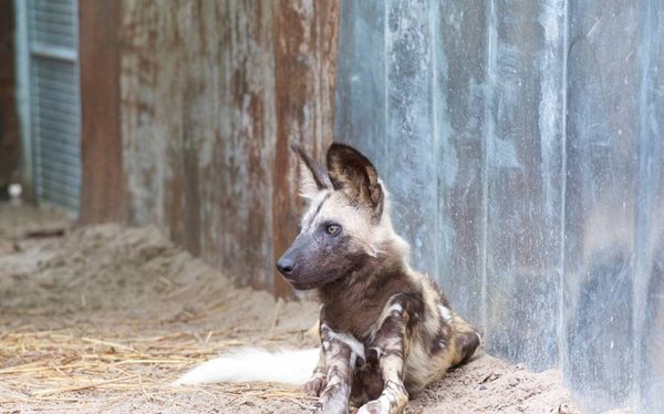 African Painted Dog sitting down by a fence.
