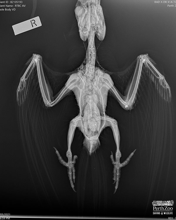 X-ray of a Black Cockatoo showing a bullet lodged in the bird's left elbow