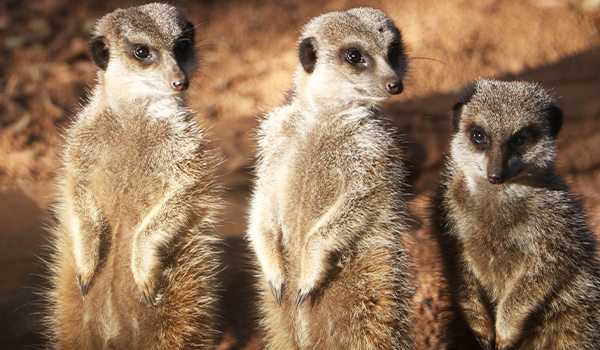 Meerkats